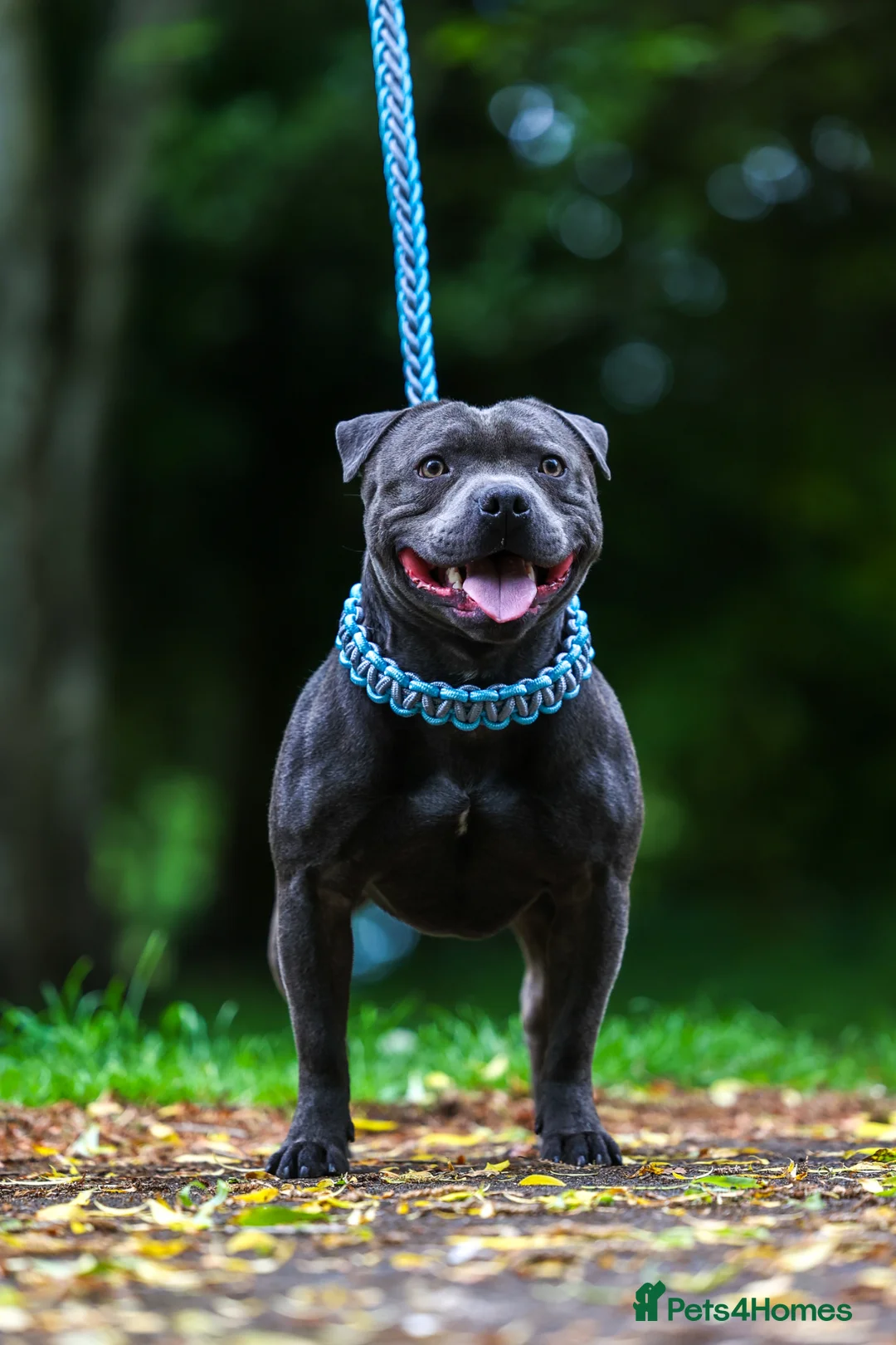 Staffordshire Bull Terrier dogs for stud: PROVEN Staffordshire bull terrier stud  - Advert 2