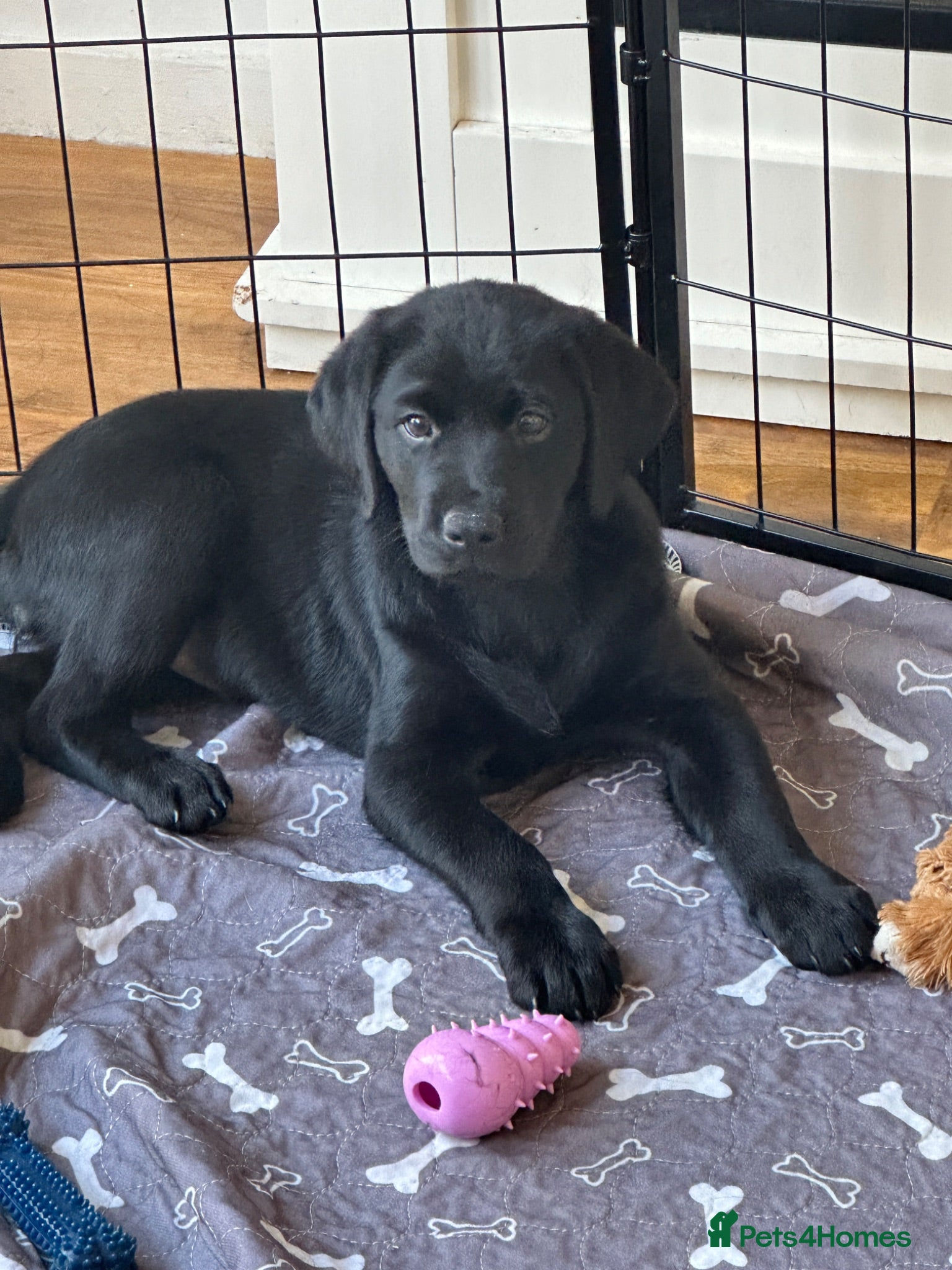 Mixed Breed dogs 1 little darling girl ready for her forever home🩷 - Advert 3