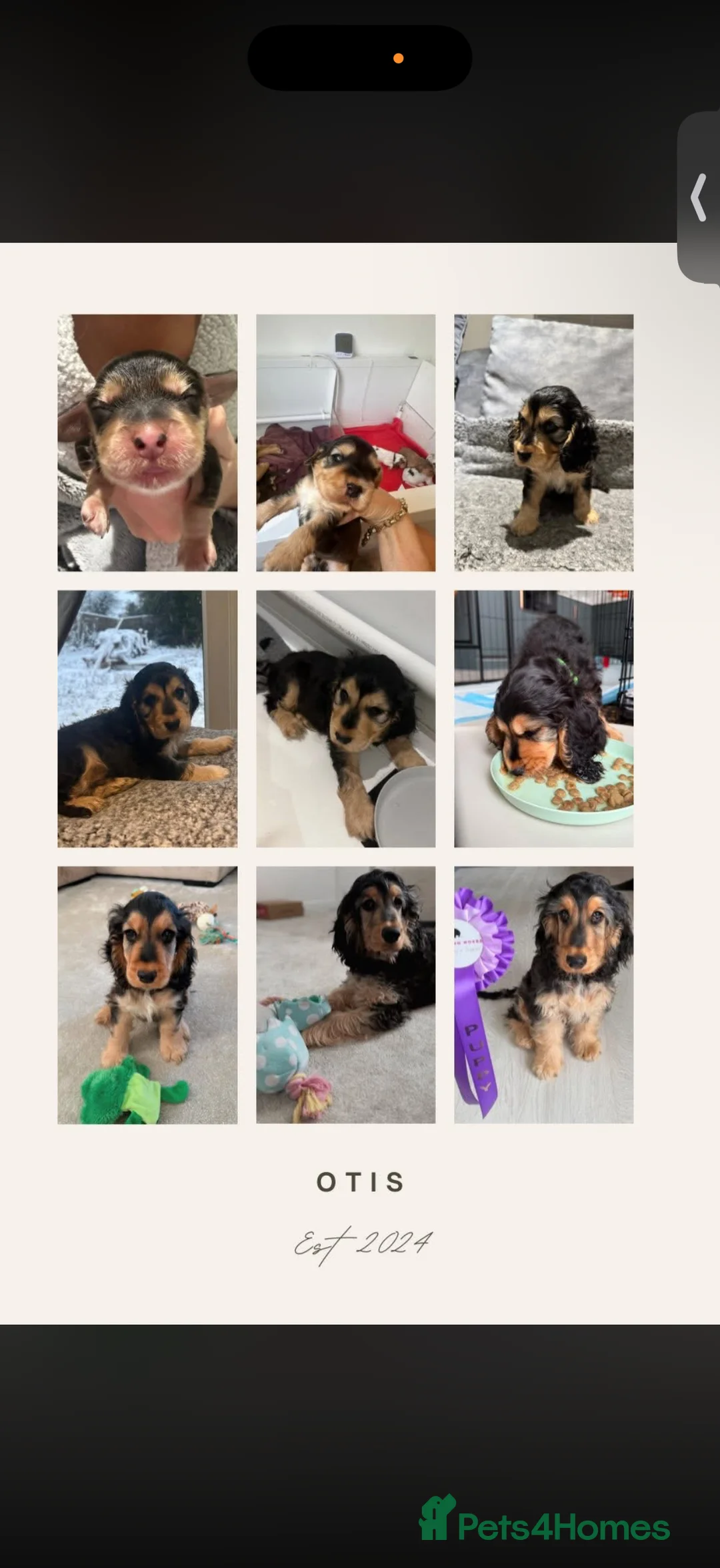 Cocker Spaniel dogs for sale: Showtype Cocker spaniel pups KC registered  - Advert 20