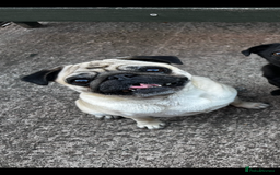 Pug dogs for sale: Female Pug For Rehoming  - Image 3