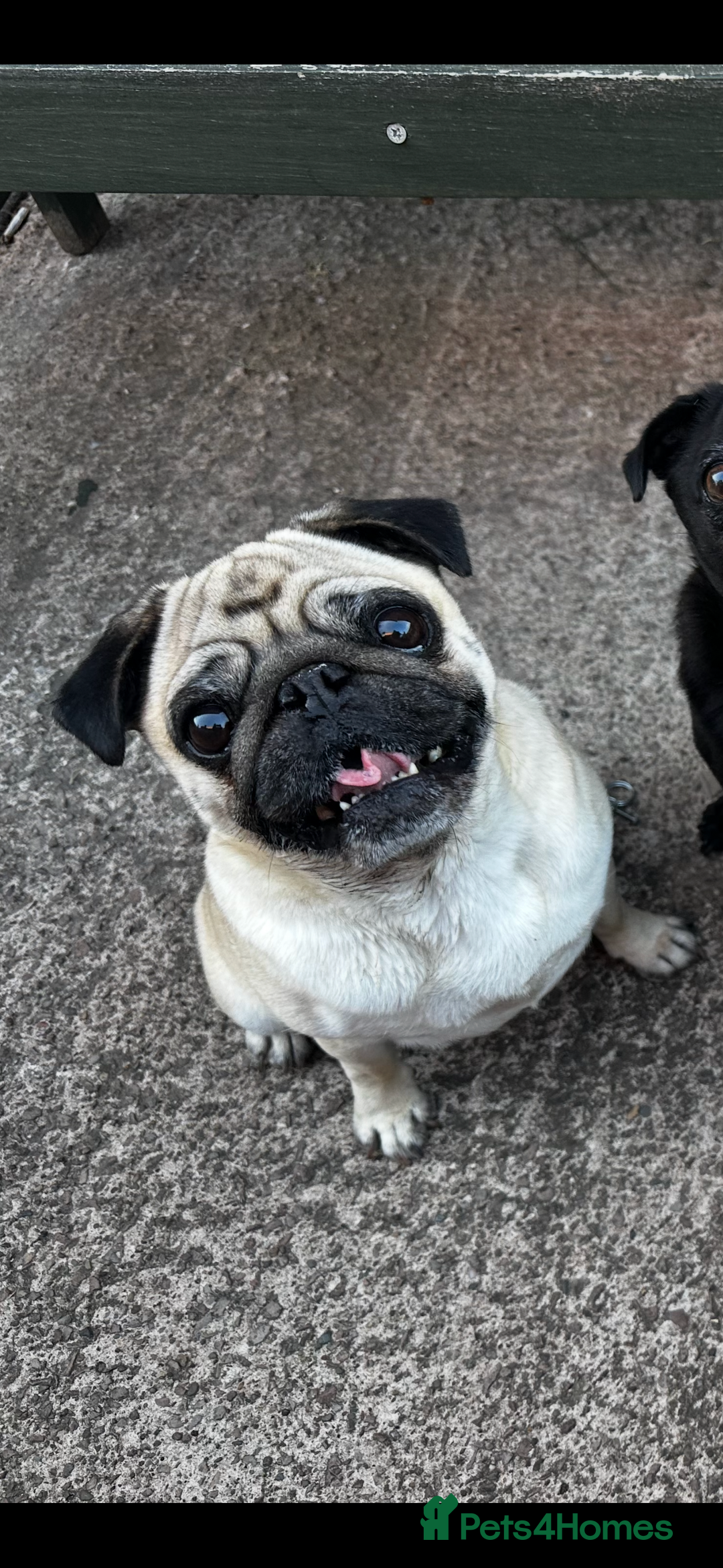 Pug dogs for sale: Female Pug For Rehoming  - Image 3