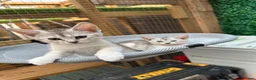 Abyssinian cats for sale: Silver Abyssinian kittens  - Advert 16
