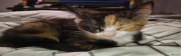 Domestic Shorthair cats for sale: 5 beautiful lovely kittens 🐾🐾 in Boston - Advert 7