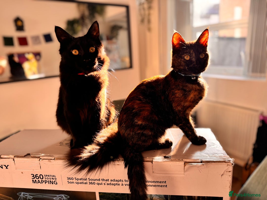 Mixed Breed cats for sale: 7 month old brother & sister looking for new home - Advert 21