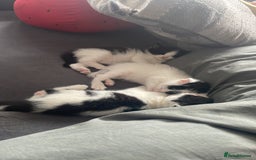Mixed Breed cats for sale: ⭐️ 🐾🖤 KITTENS, BLACK AND WHITE, BOYS 🐾 ⭐️ - Image 4