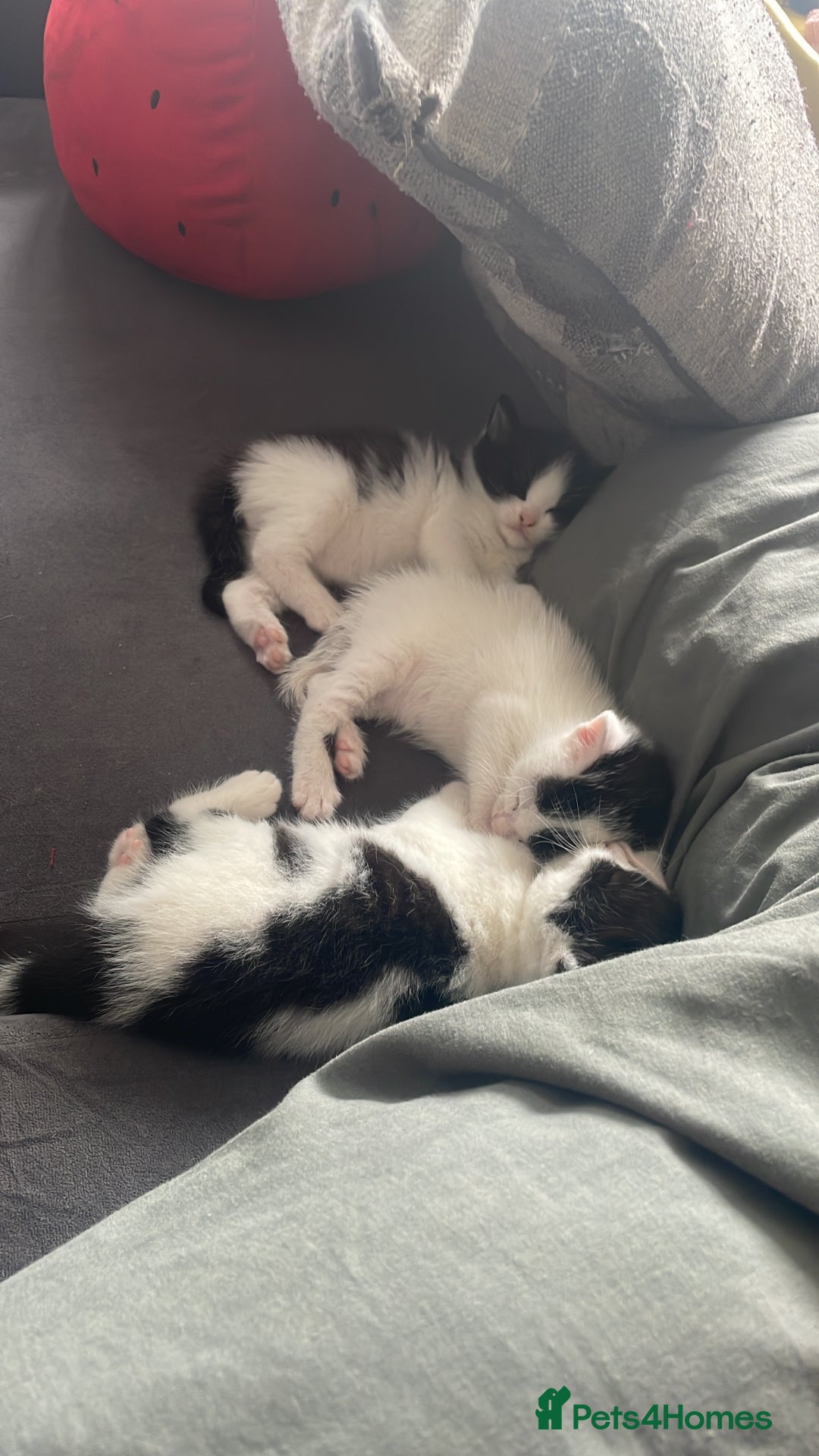 Mixed Breed cats for sale: ⭐️ 🐾🖤 KITTENS, BLACK AND WHITE, BOYS 🐾 ⭐️ - Image 4