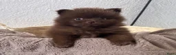 Pomeranian dogs for sale: CHAMPION LINES KC POMERANIAN PUPPIES  - Advert 8