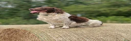 English Springer Spaniel dogs for sale: English Springer Spaniels white and liver girls in Thirsk - Advert 29