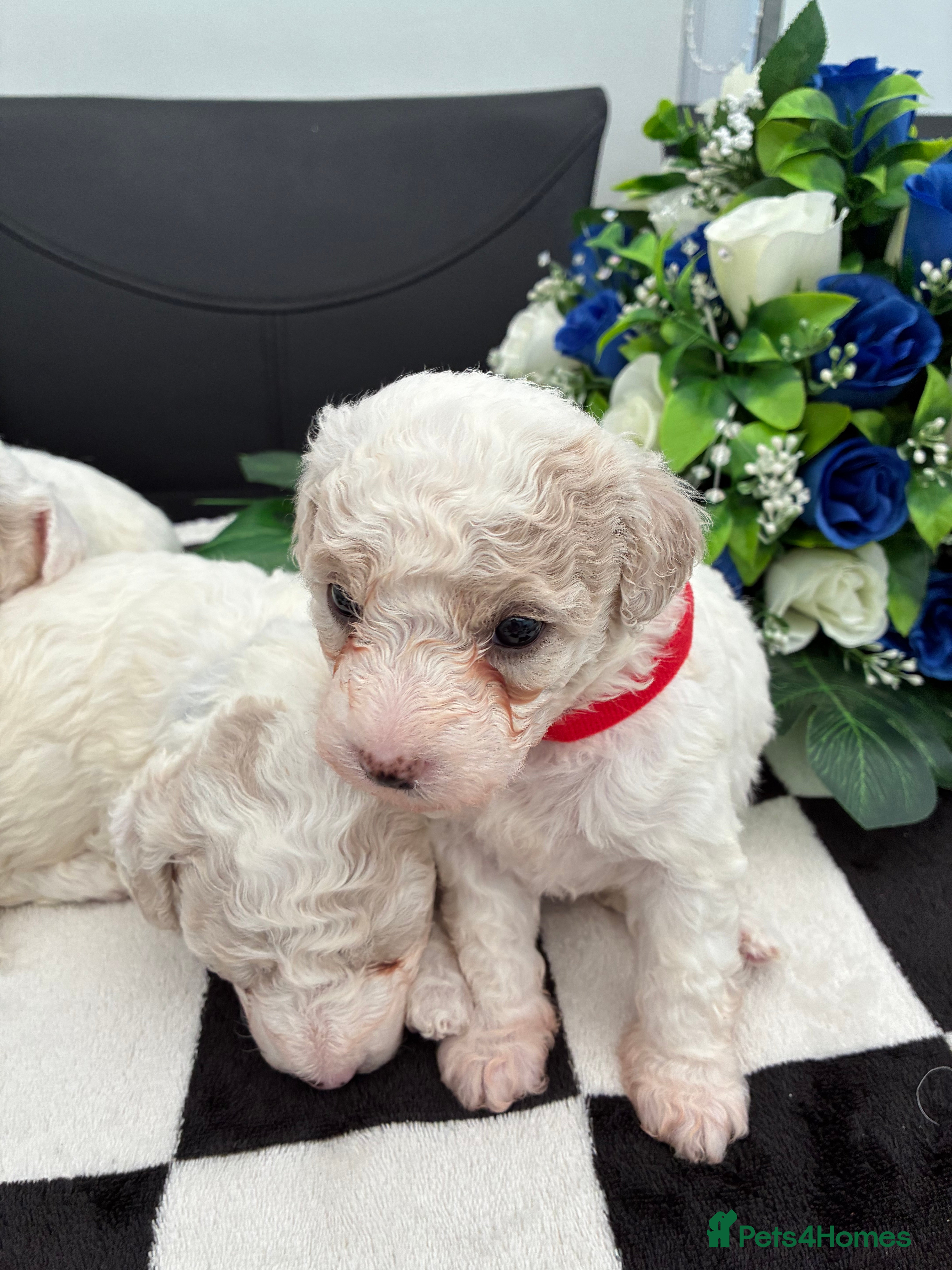 Mixed Breed dogs Stunning litter of Cavapoochon puppies - Advert 6