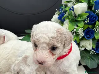 Mixed Breed dogs Stunning litter of Cavapoochon puppies - Advert 6