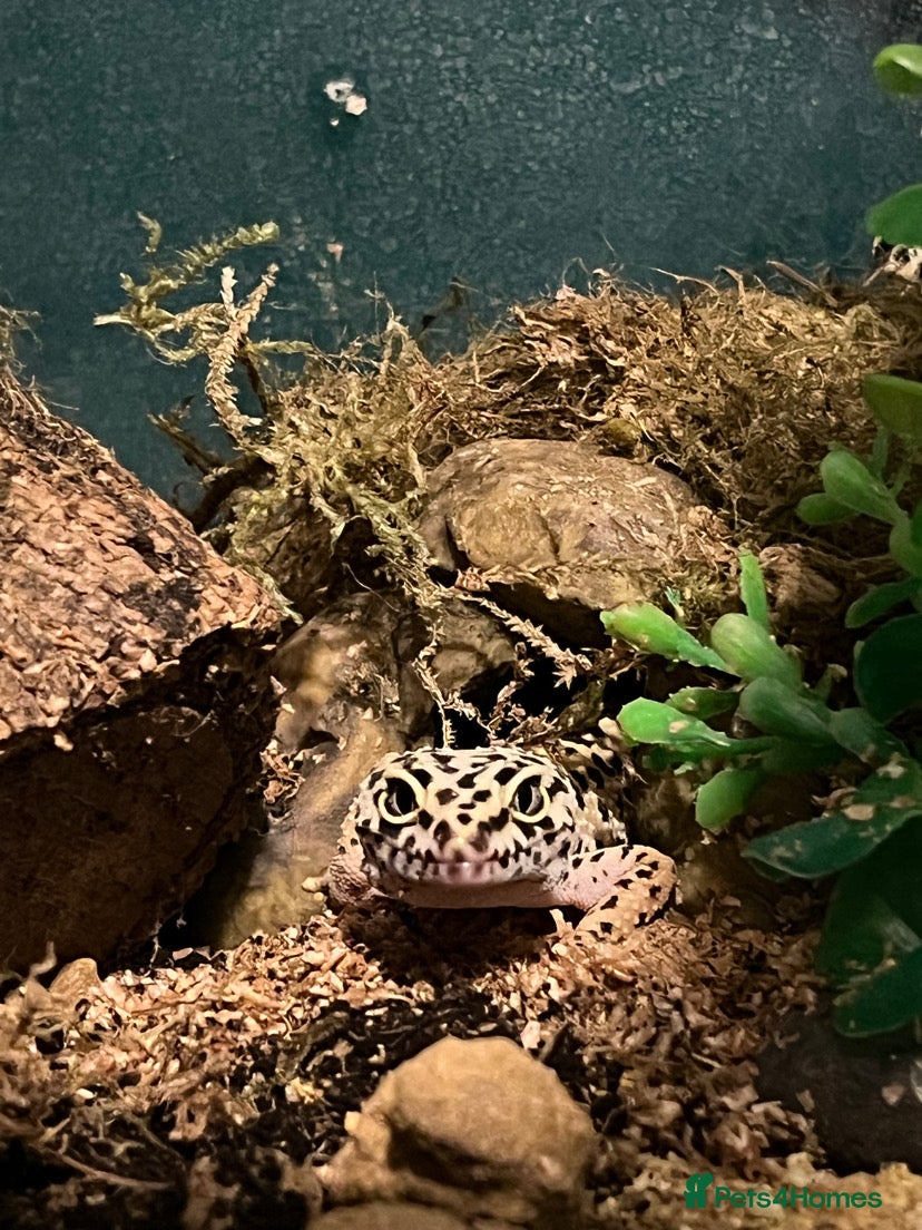 Gecko reptiles 2 leopard geckos  - Advert 1