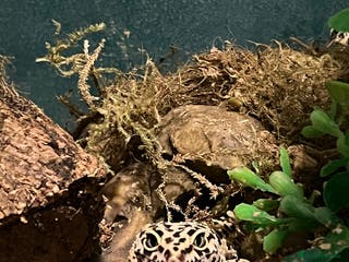 Gecko reptiles 2 leopard geckos - Advert 2