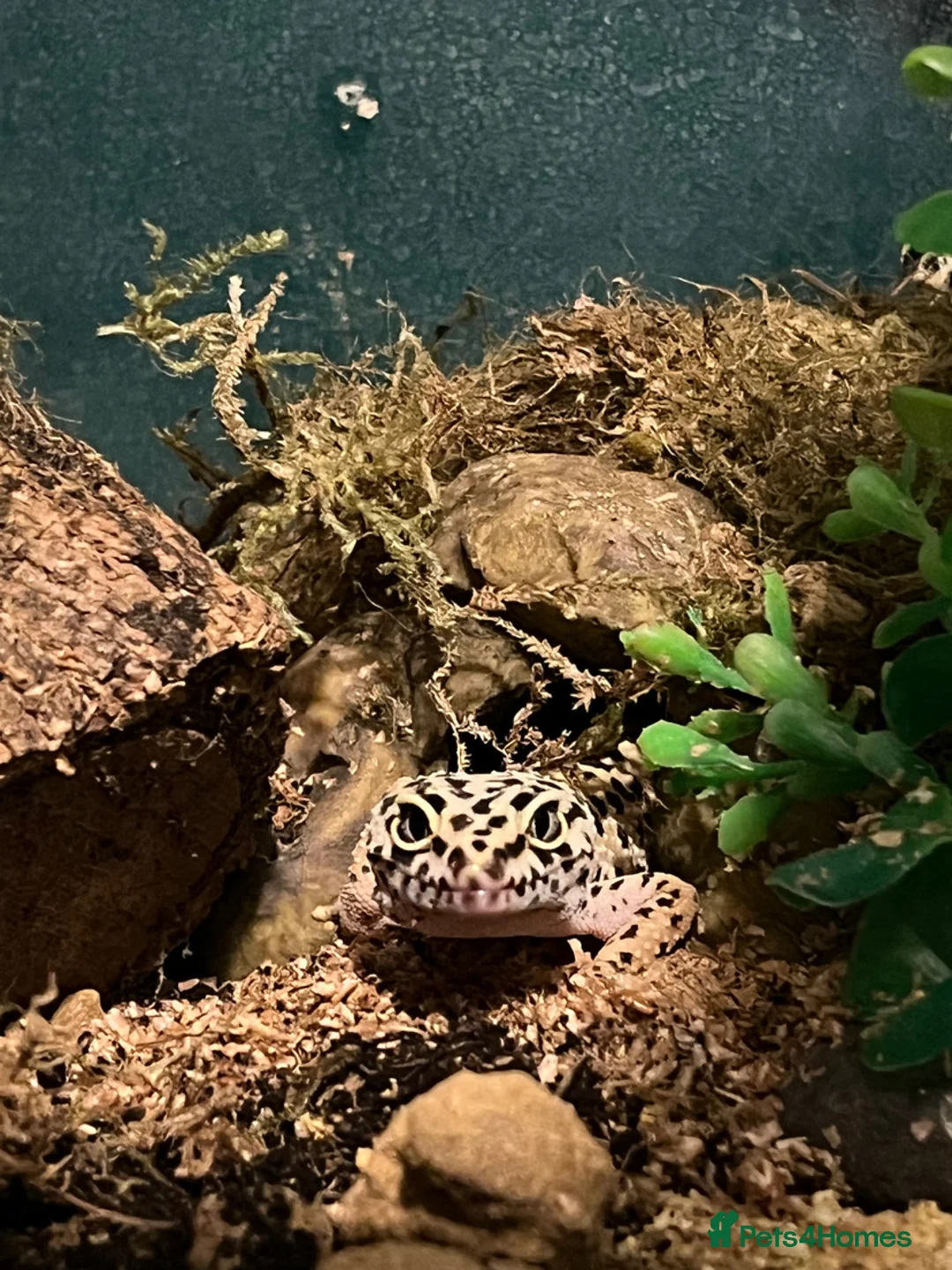 Gecko reptiles for sale: 2 leopard geckos  - Advert 1