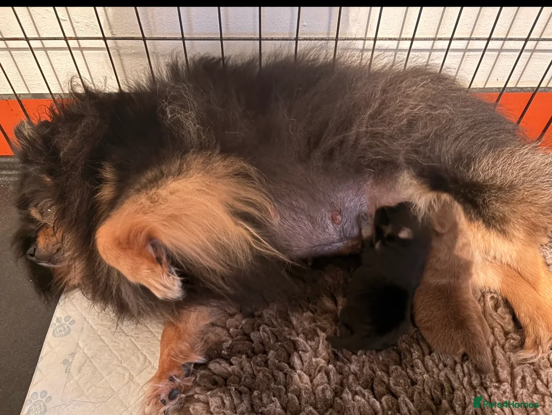 Pomeranian dogs for sale: Pomeranian girls  - Advert 2