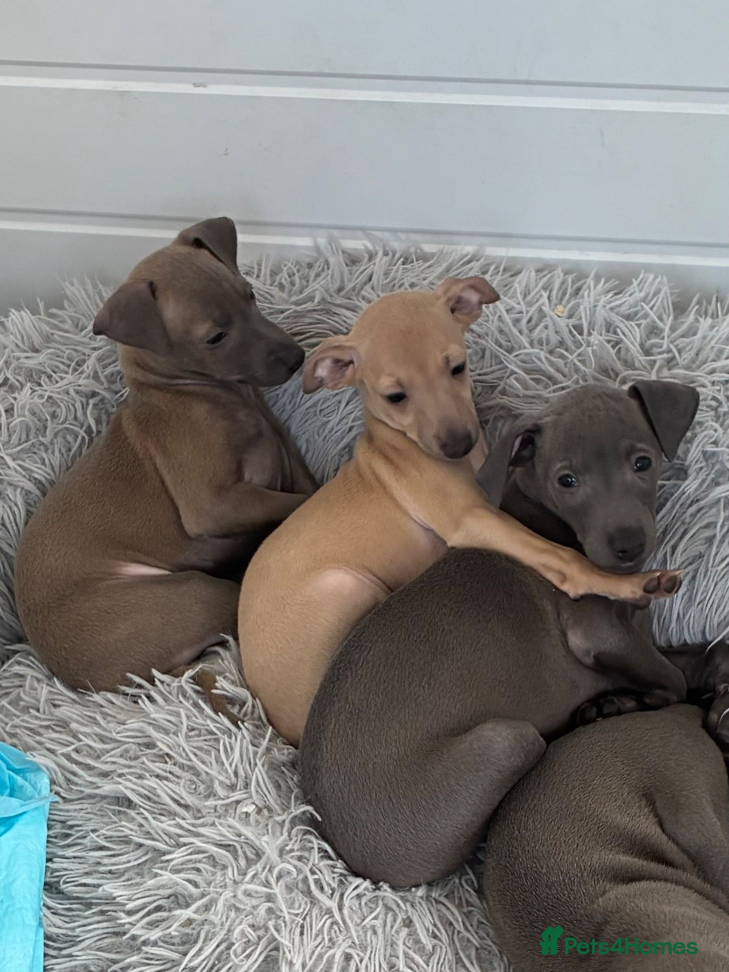 Italian Greyhound dogs BEAUTIFUL ITALIAN GREYHOUND PUPPIES  - Advert 5