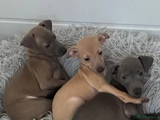 Italian Greyhound dogs BEAUTIFUL ITALIAN GREYHOUND PUPPIES - Advert 2