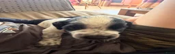 Cocker Spaniel dogs for sale: Gorgeous working cocker spaniel puppies - Advert 11
