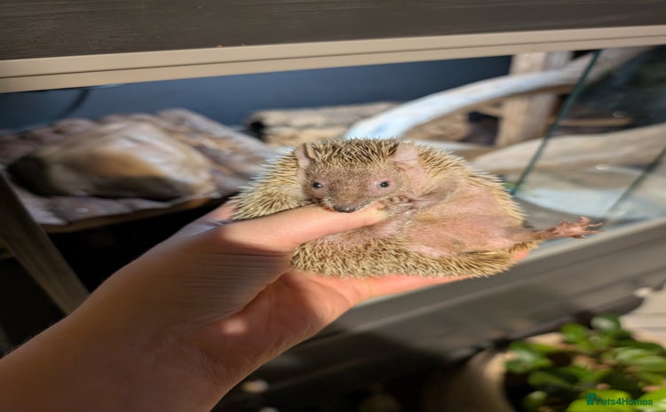 Pygmy Hedgehog rodents - Advert 2