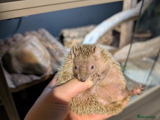 Pygmy Hedgehog rodents - Advert 27