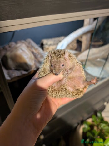 Pygmy Hedgehog rodents - Advert 4
