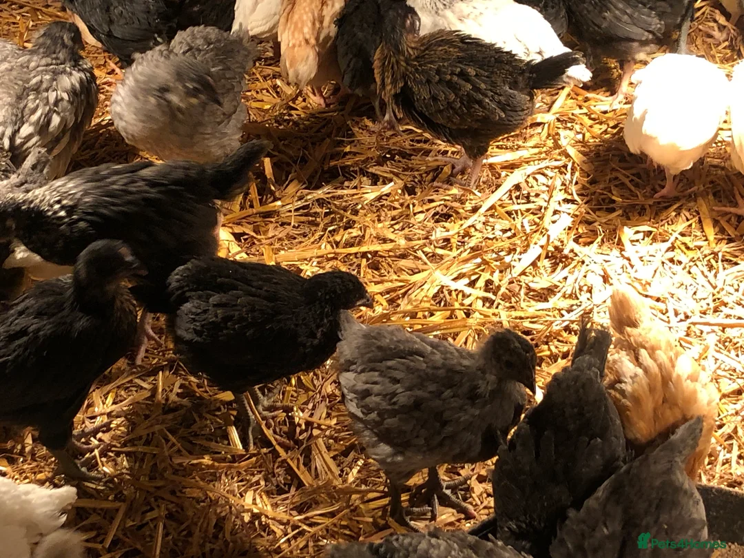 Chickens poultry for sale: Happy healthy pullets - Advert 2