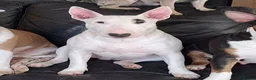 English Bull Terrier dogs for sale: Stunning english bull terrier pups - Advert 10