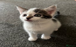 Mixed Breed cats for sale: TWO LEFT! Beautiful kittens ready for 5/10/25 - Image 22