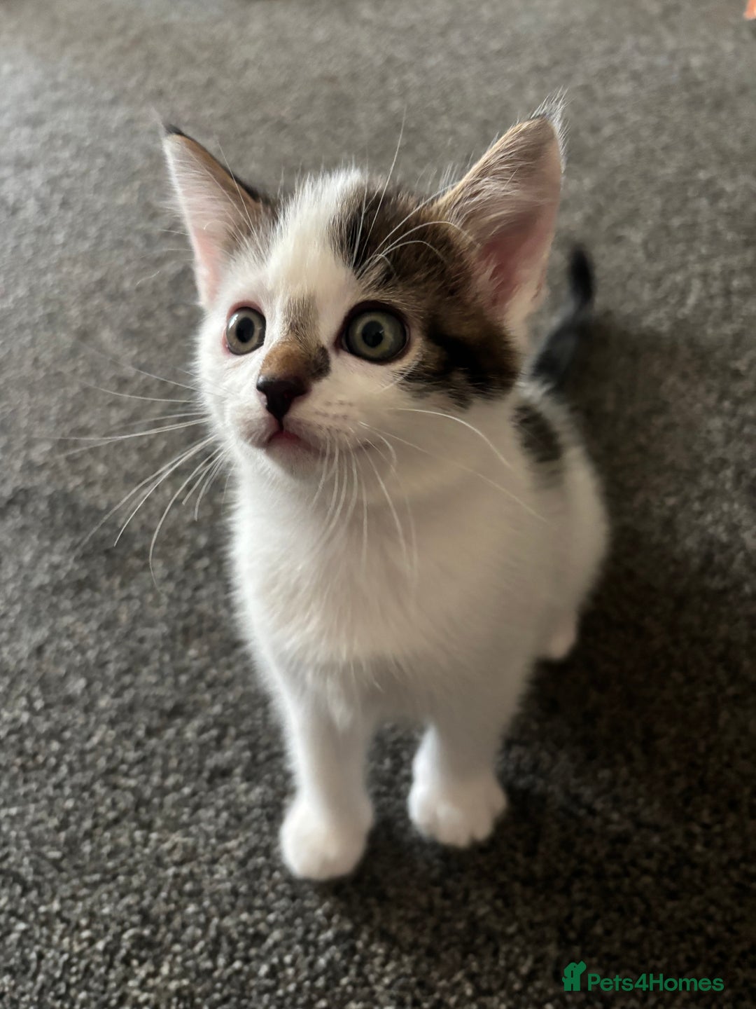 Mixed Breed cats for sale: TWO LEFT! Beautiful kittens ready for 5/10/25 - Image 22