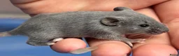Mouse rodents for sale: Fancy Mice  - Advert 10