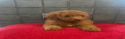Miniature Poodle dogs for sale: Stunning Fox Red Minature Poodle Pups  - Advert 27