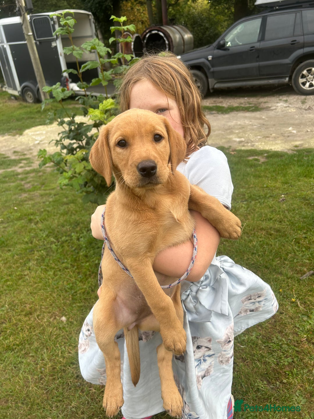 Labrador Retriever dogs for sale: KC registered fox red puppies - Image 3
