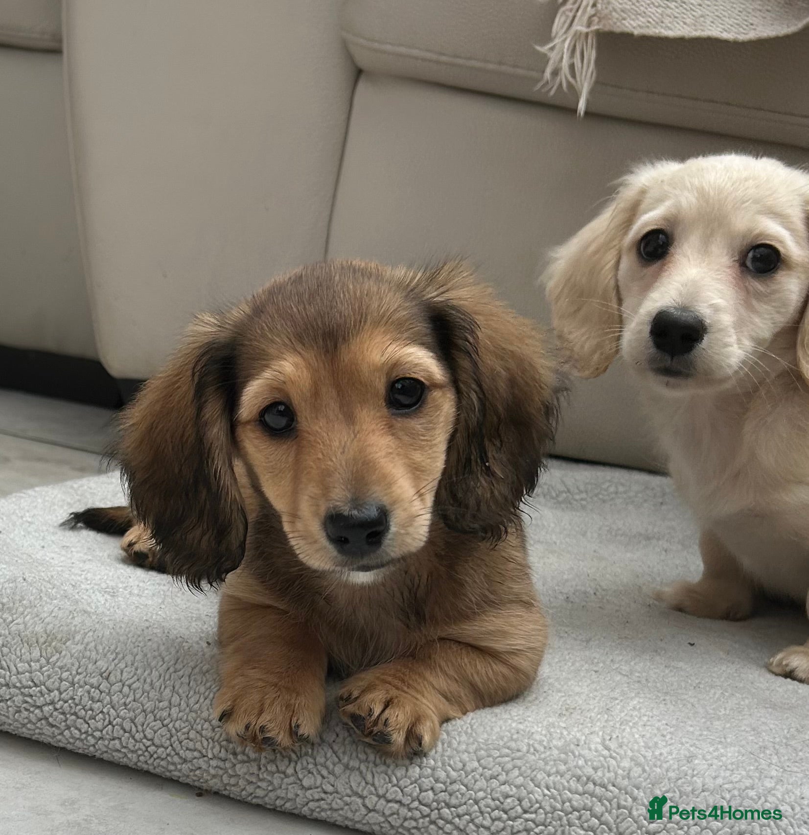Dachshund dogs Miniature Long-haired KC Reg Girl!  - Advert 3