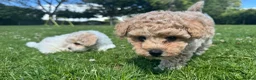 Poochon dogs for sale: 💫 Gorgeous Male Toy Poochon Puppy 💙 - Advert 1