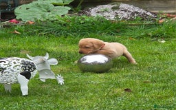Labrador Retriever dogs for sale: Fox red labrador puppies for sale - Image 5