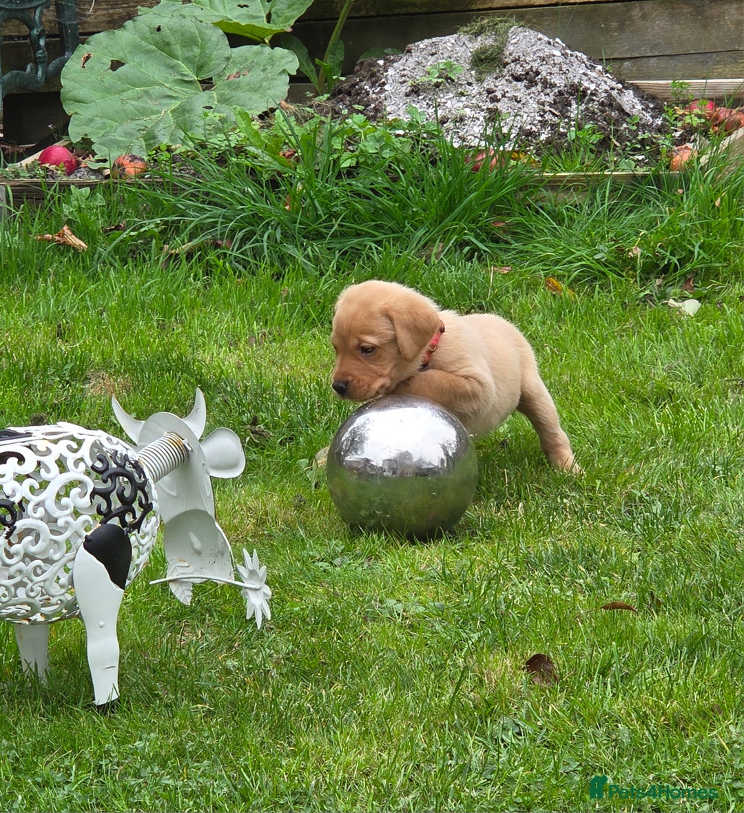 Labrador Retriever dogs for sale: Fox red labrador puppies for sale - Image 5