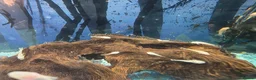 Plecos fish for sale: Albino - Black Plecos for sale  - Advert 3