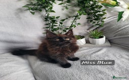 Maine Coon cats for sale: Beautiful Maine Coons  - Advert 13