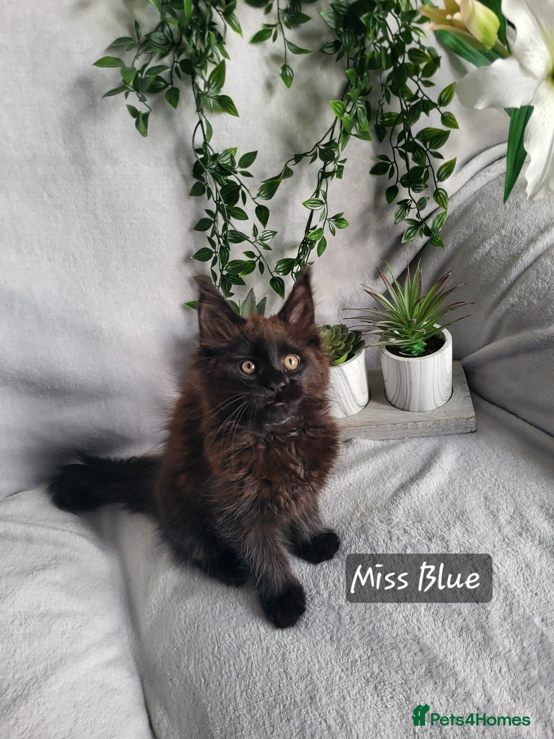 Maine Coon cats for sale: Beautiful Maine Coons  - Advert 13