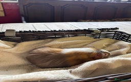 Guinea Pig rodents for sale: Beautiful baby guinea pigs for sale  - Image 9