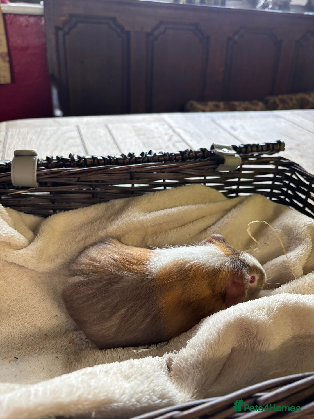 Guinea Pig rodents for sale: Beautiful baby guinea pigs for sale  - Image 9