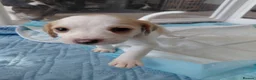 Beagle dogs for sale: Beagle Puppies - Advert 19