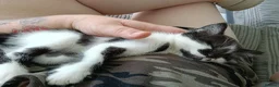 Mixed Breed cats for sale: Mix breed kittens - Advert 2