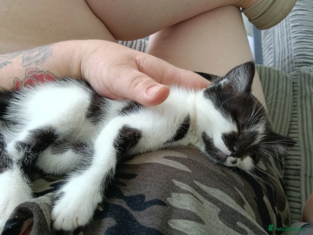 Mixed Breed cats for sale: Mix breed kittens - Advert 2