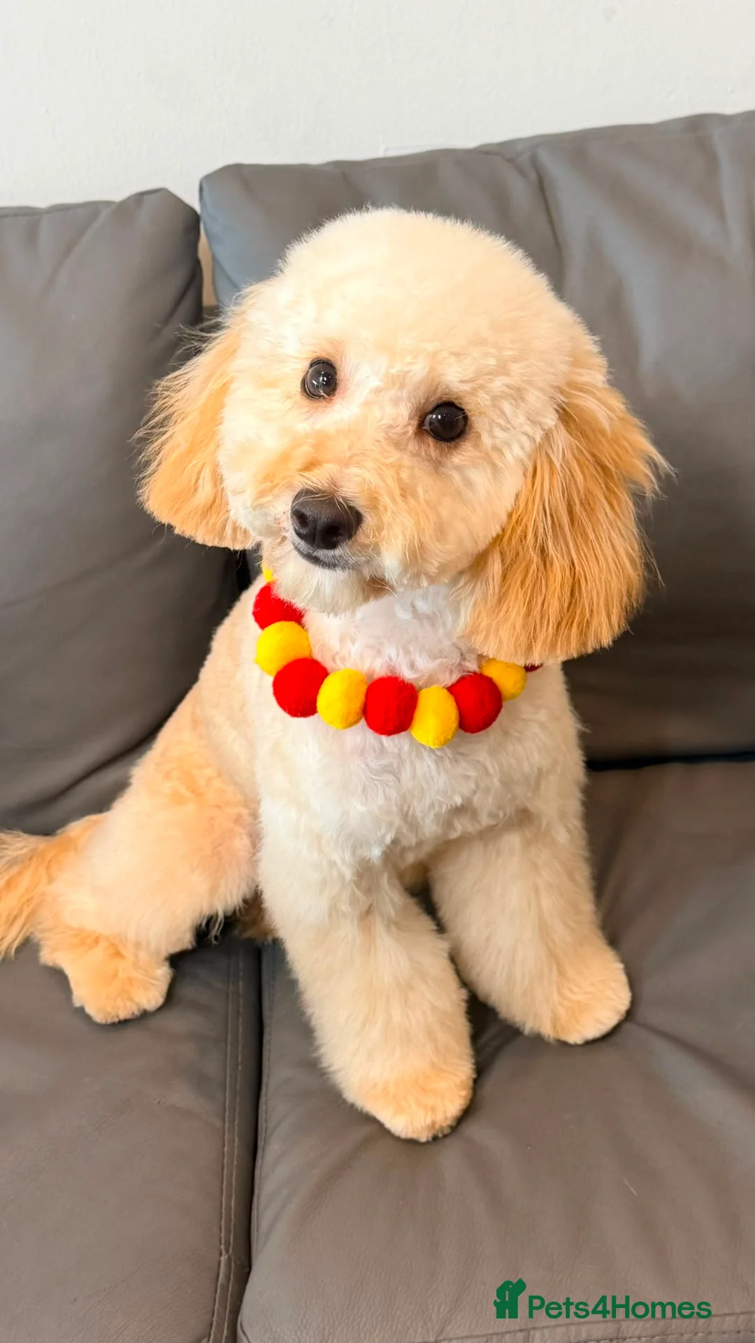 Maltipoo dogs for sale: Maltipoo - Cute, Adorable & Friendly - Advert 1