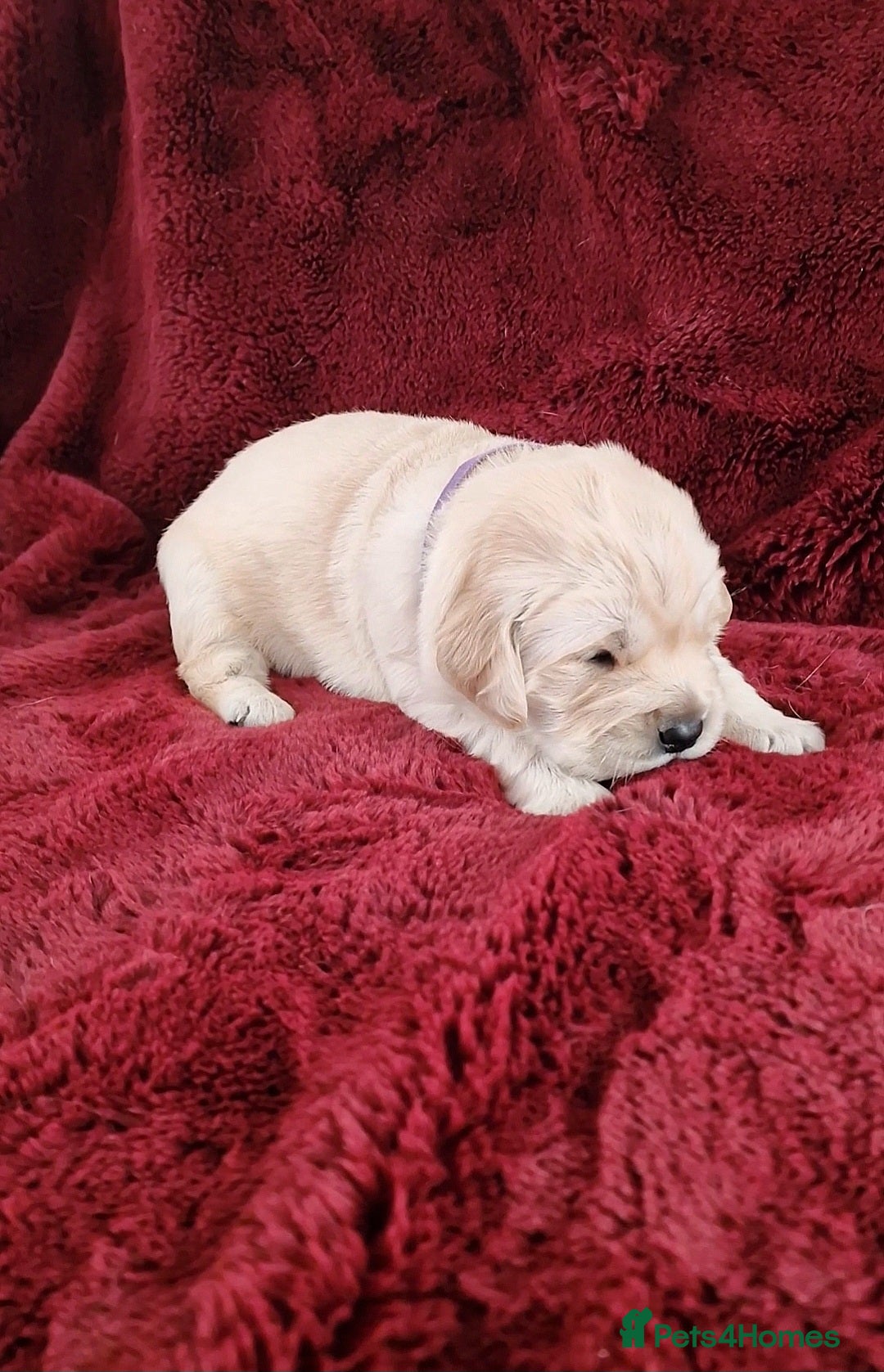 Golden Retriever dogs for sale: KC Registered Golden Retriever Puppies - Advert 4