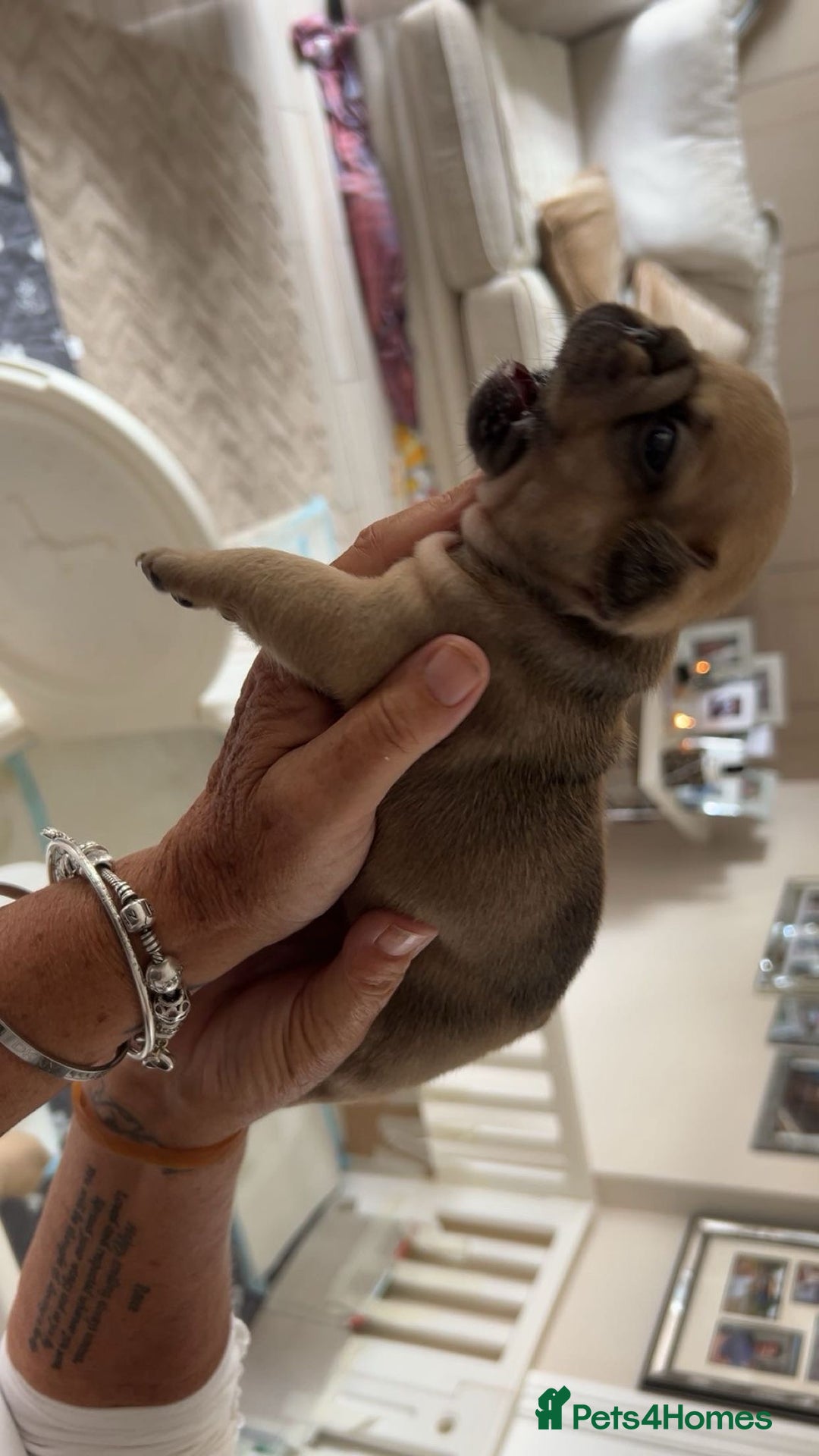French Bulldog dogs for sale: French Bulldog puppies - Image 13