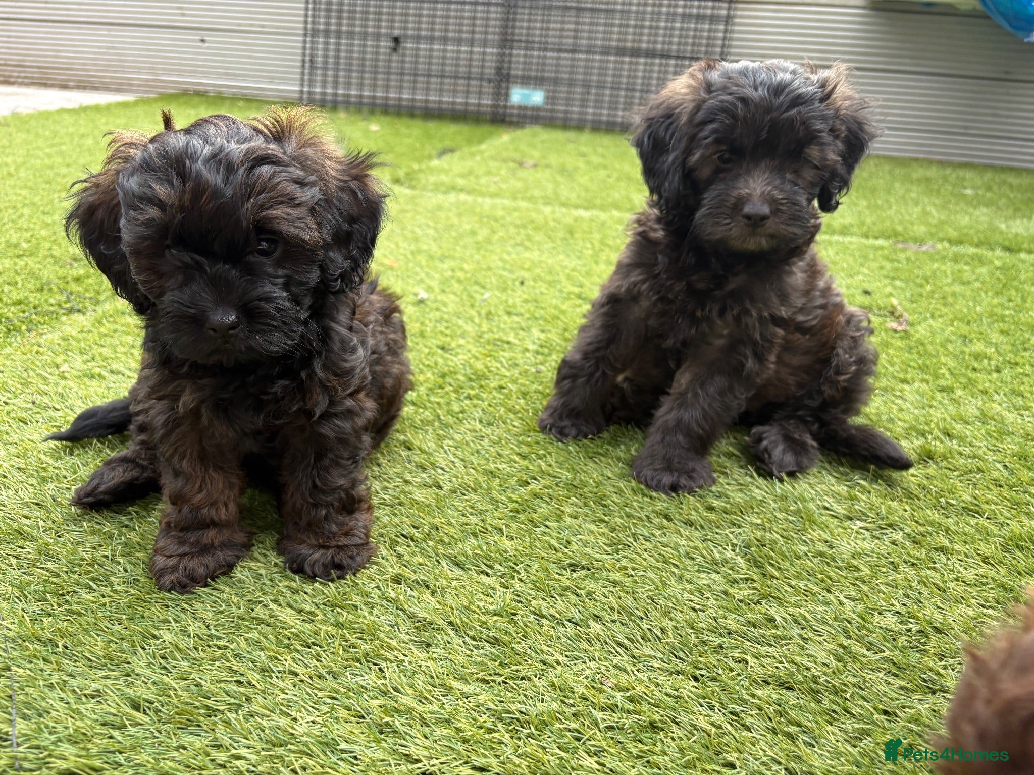 Shihpoo dogs READY NOW! 🧸🤎 Adorable F1B Shihpoo puppies  - Advert 1