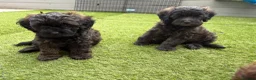 Shihpoo dogs for sale: READY NOW! 🧸🤎 Adorable F1B Shihpoo puppies  - Advert 4