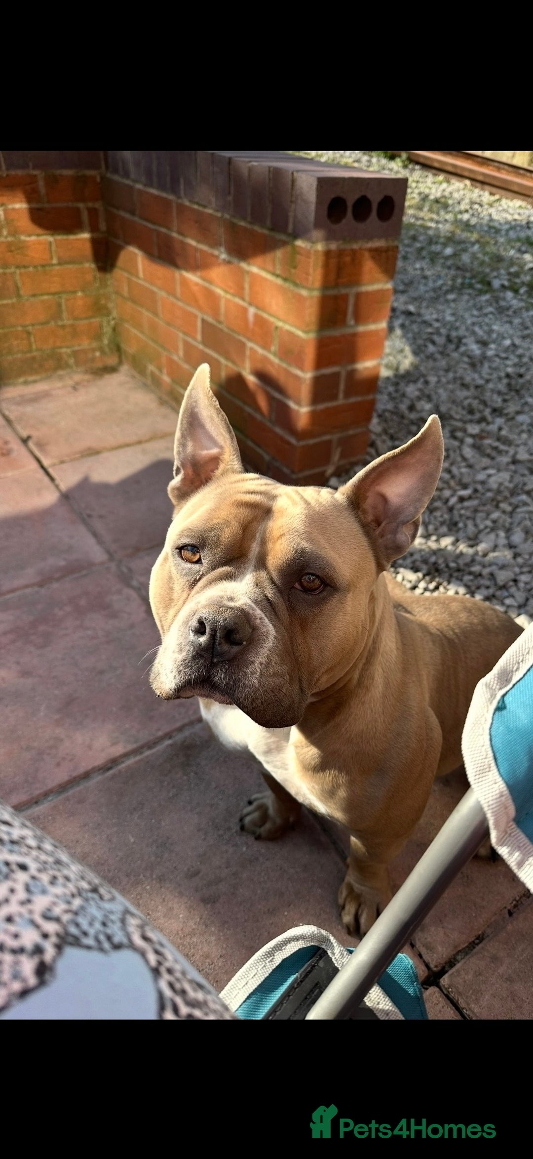 Mixed Breed dogs for sale: Pocket Bully Cross/ American Bully - Advert 5