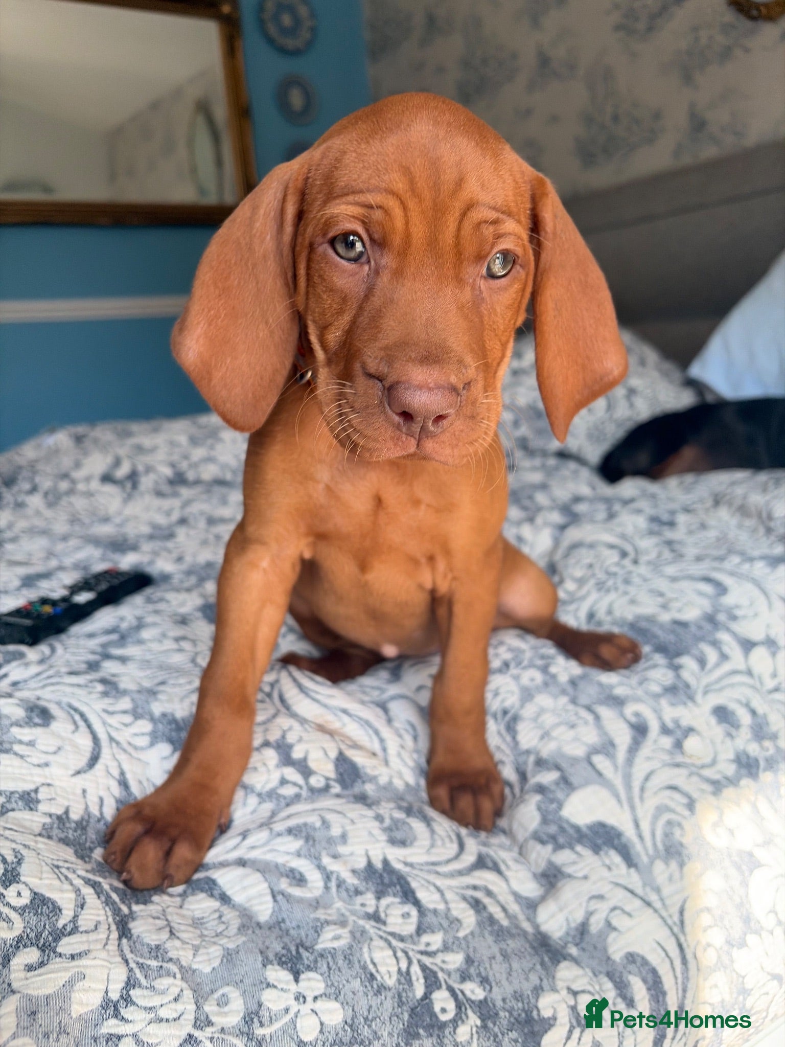 Hungarian Vizsla dogs Selling fast!! 🥰🐾 Now 7 weeks Hungarian Vizslas - Advert 9